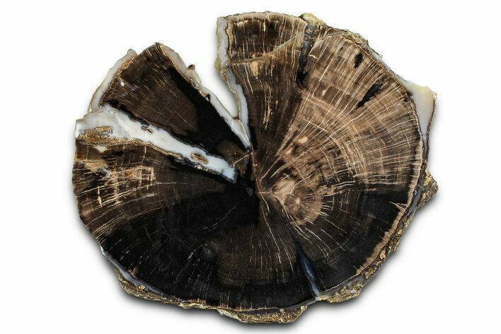 Petrified Wood (Schinoxylon) Round - Blue Forest, Wyoming #377535